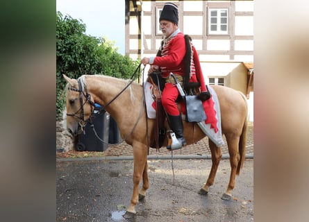 American Quarter Horse, Stute, 5 Jahre, 149 cm, Palomino