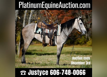 American Quarter Horse, Stute, 5 Jahre, 150 cm, Apfelschimmel