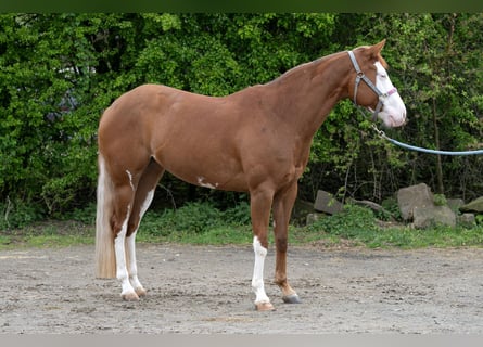 American Quarter Horse, Stute, 5 Jahre, 150 cm, Fuchs