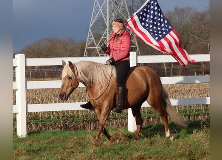 American Quarter Horse Mix, Stute, 5 Jahre, 150 cm, Palomino