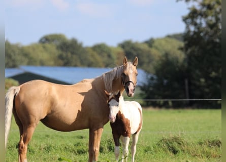 American Quarter Horse, Stute, 5 Jahre, 151 cm, Palomino