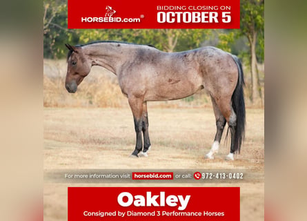 American Quarter Horse, Stute, 5 Jahre, 152 cm, Roan-Bay