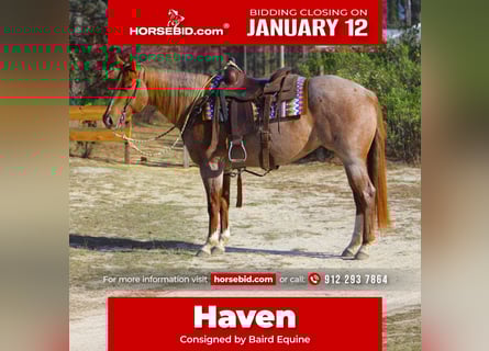 American Quarter Horse, Stute, 5 Jahre, 152 cm, Roan-Red