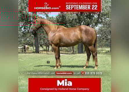 American Quarter Horse, Stute, 5 Jahre, 152 cm, Rotfuchs