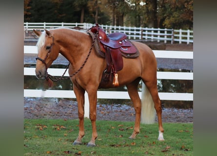 American Quarter Horse Mix, Stute, 5 Jahre, 155 cm, Palomino