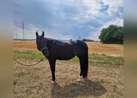 American Quarter Horse, Stute, 5 Jahre, 156 cm, Rappe