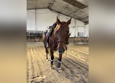 American Quarter Horse Mix, Stute, 5 Jahre, 157 cm, Dunkelfuchs