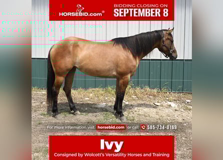 American Quarter Horse, Stute, 5 Jahre, 157 cm, Falbe
