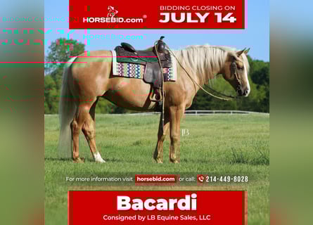 American Quarter Horse, Stute, 5 Jahre, 160 cm, Palomino