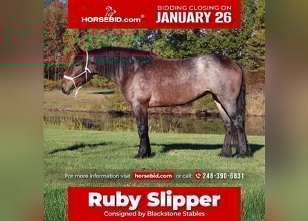 American Quarter Horse Mix, Stute, 5 Jahre, 165 cm, Roan-Bay