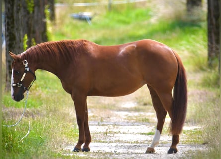 American Quarter Horse, Stute, 5 Jahre, Fuchs