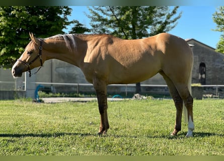 American Quarter Horse, Stute, 5 Jahre, Palomino