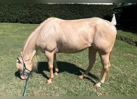 American Quarter Horse, Stute, 5 Jahre, Pearl