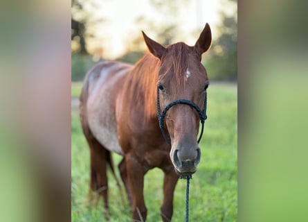 American Quarter Horse, Stute, 6 Jahre, 142 cm, Brauner