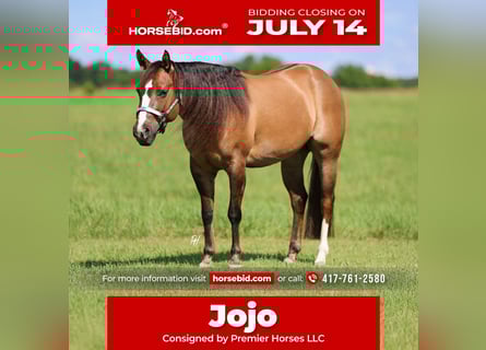 American Quarter Horse, Stute, 6 Jahre, 145 cm, Red Dun
