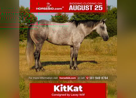 American Quarter Horse, Stute, 6 Jahre, 145 cm, Schimmel