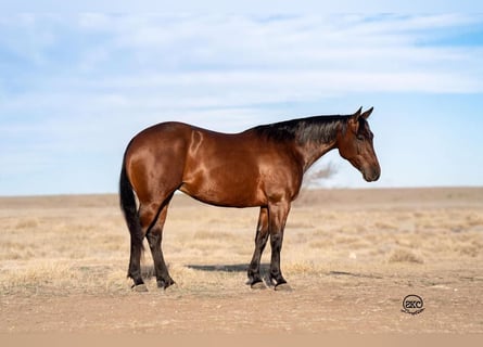 American Quarter Horse, Stute, 6 Jahre, 147 cm, Rotbrauner