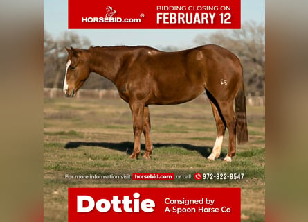 American Quarter Horse, Stute, 6 Jahre, 147 cm, Rotfuchs