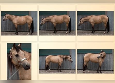 American Quarter Horse, Stute, 6 Jahre, 148 cm, Buckskin
