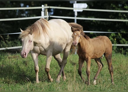 American Quarter Horse, Stute, 6 Jahre, 148 cm, Champagne