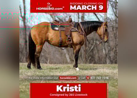 American Quarter Horse, Stute, 6 Jahre, 150 cm, Falbe