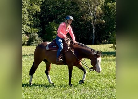 American Quarter Horse, Stute, 6 Jahre, 152 cm, Brauner