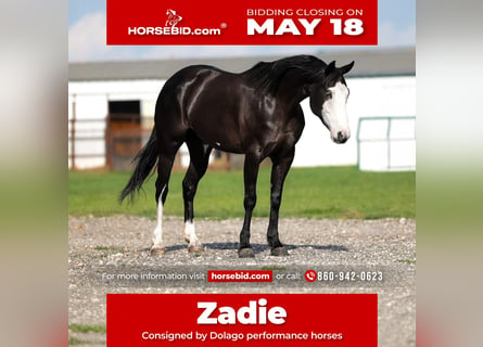 American Quarter Horse, Stute, 6 Jahre, 152 cm, Rappe