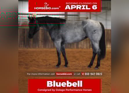 American Quarter Horse, Stute, 6 Jahre, 152 cm, Roan-Blue