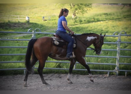 American Quarter Horse, Stute, 6 Jahre, 153 cm, Overo-alle-Farben