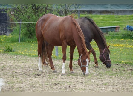 American Quarter Horse, Stute, 6 Jahre, 160 cm, Fuchs