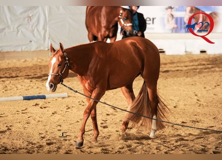 American Quarter Horse, Stute, 6 Jahre, Fuchs