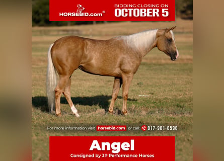 American Quarter Horse, Stute, 6 Jahre, Palomino