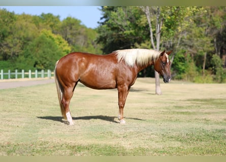 American Quarter Horse, Stute, 6 Jahre, Rotfuchs