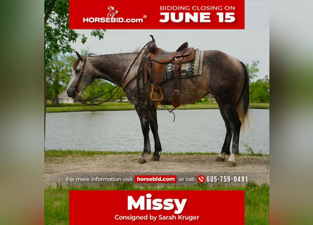 American Quarter Horse, Stute, 6 Jahre, Schimmel