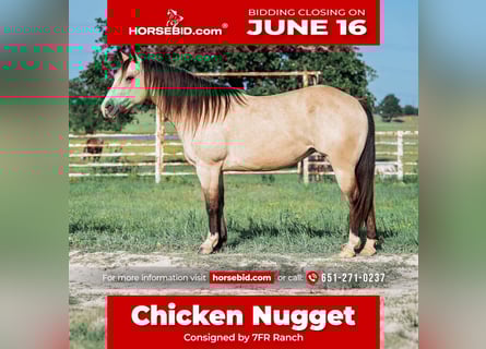 American Quarter Horse, Stute, 7 Jahre, 140 cm, Buckskin
