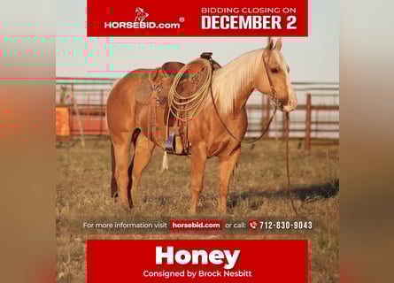 American Quarter Horse, Stute, 7 Jahre, 142 cm, Palomino