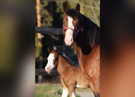 American Quarter Horse, Stute, 7 Jahre, 147 cm, Brauner