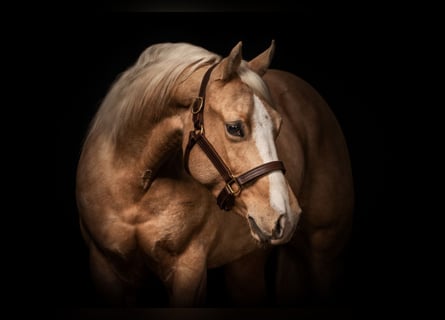 American Quarter Horse, Stute, 7 Jahre, 148 cm, Palomino