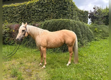 American Quarter Horse, Stute, 7 Jahre, 150 cm, Palomino