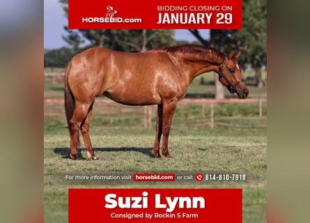 American Quarter Horse, Stute, 7 Jahre, 150 cm, Red Dun