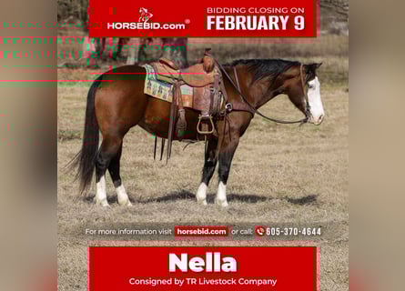 American Quarter Horse, Stute, 7 Jahre, 150 cm, Rotbrauner