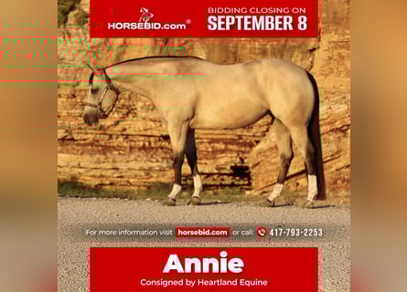 American Quarter Horse, Stute, 7 Jahre, 152 cm, Buckskin