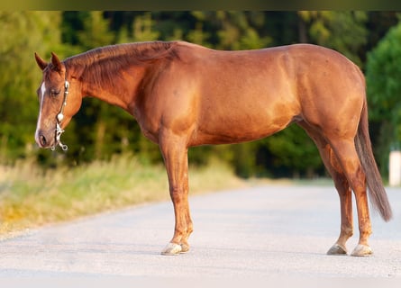 American Quarter Horse, Stute, 7 Jahre, 152 cm, Fuchs