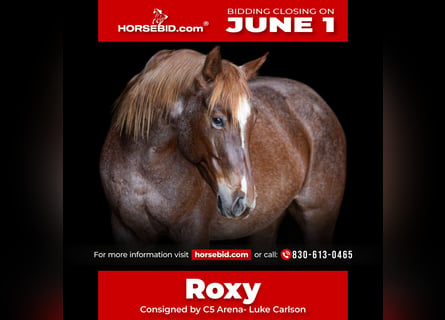 American Quarter Horse, Stute, 7 Jahre, 152 cm, Roan-Red