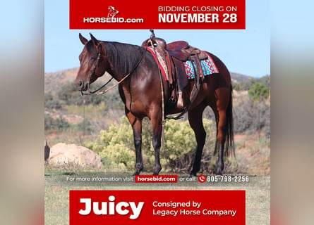 American Quarter Horse, Stute, 7 Jahre, 152 cm, Rotbrauner