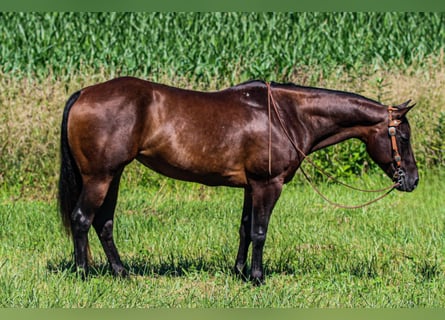 American Quarter Horse, Stute, 7 Jahre, 152 cm, Rotbrauner
