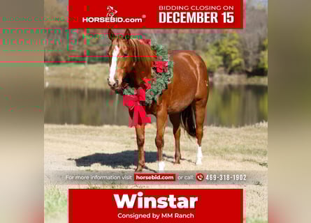 American Quarter Horse, Stute, 7 Jahre, 152 cm, Rotfuchs