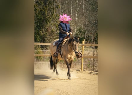 American Quarter Horse, Stute, 7 Jahre, 153 cm