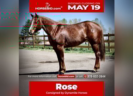 American Quarter Horse, Stute, 7 Jahre, 157 cm, Roan-Red