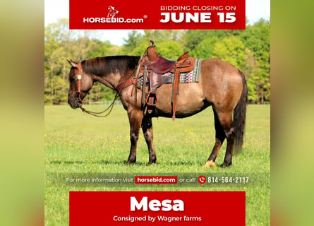 American Quarter Horse, Stute, 7 Jahre, Grullo